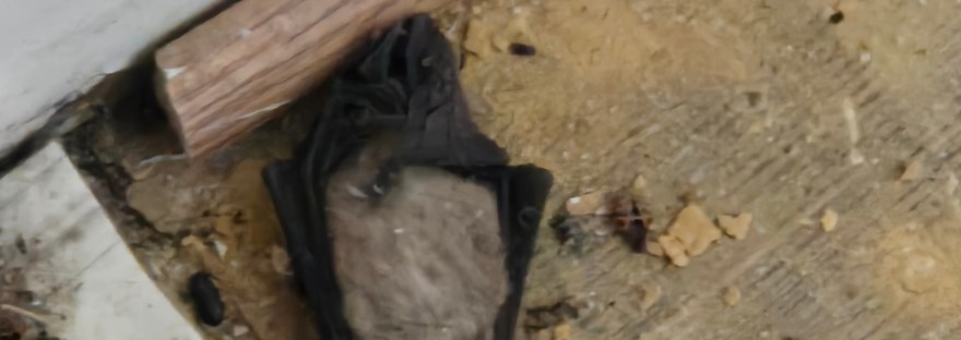 A dead bat laying on its back on an unfinished and filthy floor.